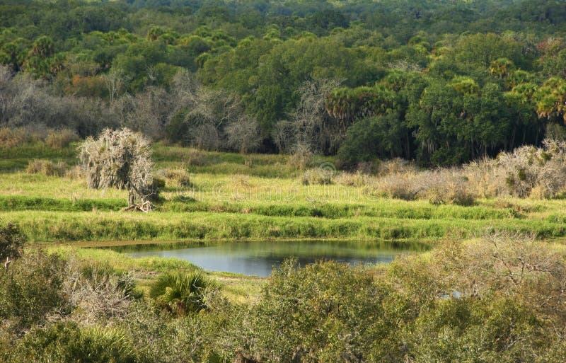 Ruhiger Teich im Florida-Wald stockfotos Ruhiger Teich im Florida-Wald stockfotos