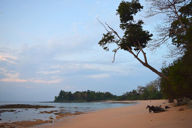 Ruhiges Wasser von Meer bei Sandy Beach mit stützendem Baum und von anderen Bäumen im Morgen-Himmel - entspannende Landschaft - S lizenzfreies stockbild Ruhiges Wasser von Meer bei Sandy Beach mit stützendem Baum und von anderen Bäumen im Morgen-Himmel - entspannende Landschaft - S lizenzfreies stockbild
