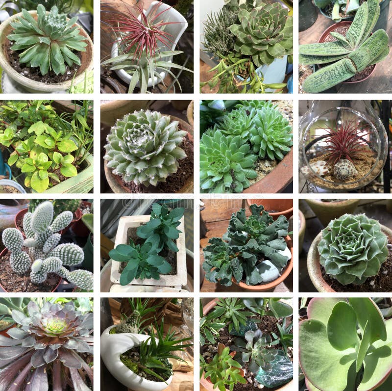 A chunky and formal succulents collection. A chunky and formal succulents collection.