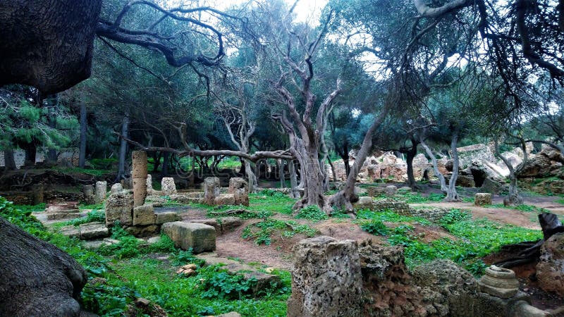 Ruinas históricas romanas en el nourth de África - Argelia fotografía de archivo libre de regalías Ruinas históricas romanas en el nourth de África - Argelia fotografía de archivo libre de regalías