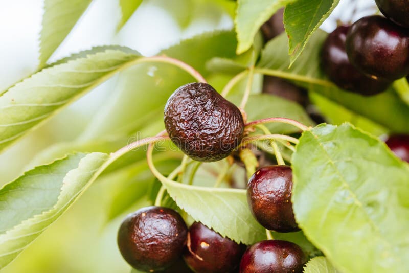 Ruined Cherries on a Tree in Australia Stock Image Image of melbourne