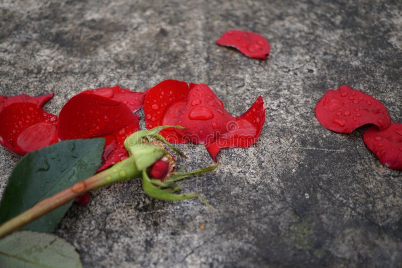 Ruined red rose stock photo. Image of romance, flower - 108661256