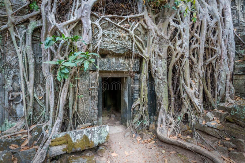 Ruines de temple antique des ventres Phrom, Cambodge photographie stock Ruines de temple antique des ventres Phrom, Cambodge photographie stock