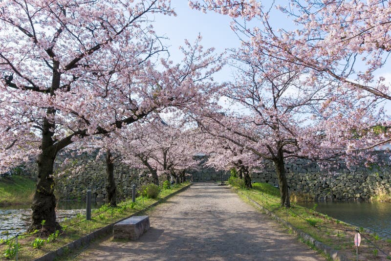 Sakura blooming at Fukuoka castle, Japan