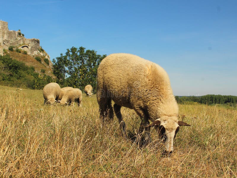 Pasoucí se ovce, jedna před ostatními