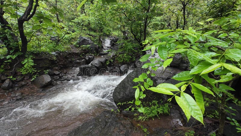 Ruisseau forestier serein avec eau courante et verdure luxuriante clips vidéos