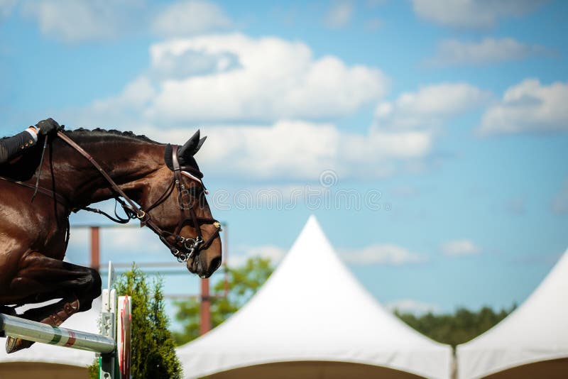 Equestrian sports, horse jumping show/tournament. Equestrian sports, horse jumping show/tournament
