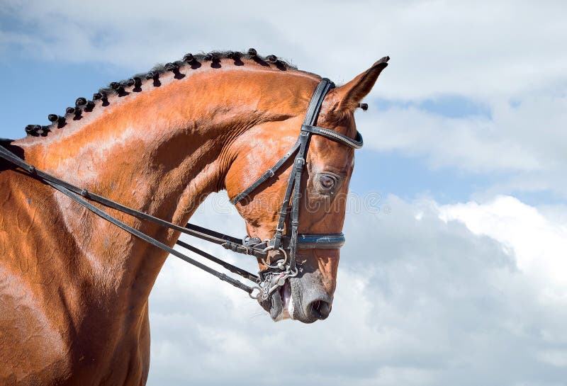 Equestrian sport - dressage head of sorrel horse on sky nature background. Equestrian sport - dressage head of sorrel horse on sky nature background