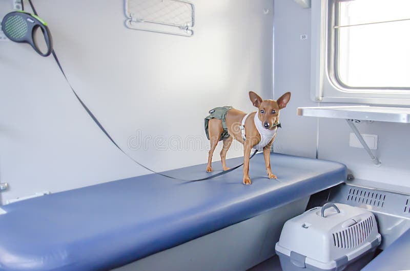 Rules for the Transportation of Animals in Transport. Stock Image