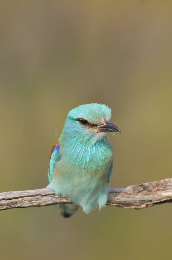 Rullo europeo appollaiato su un ramo Garrulus del Coracias immagini stock libere da diritti Rullo europeo appollaiato su un ramo Garrulus del Coracias immagini stock libere da diritti