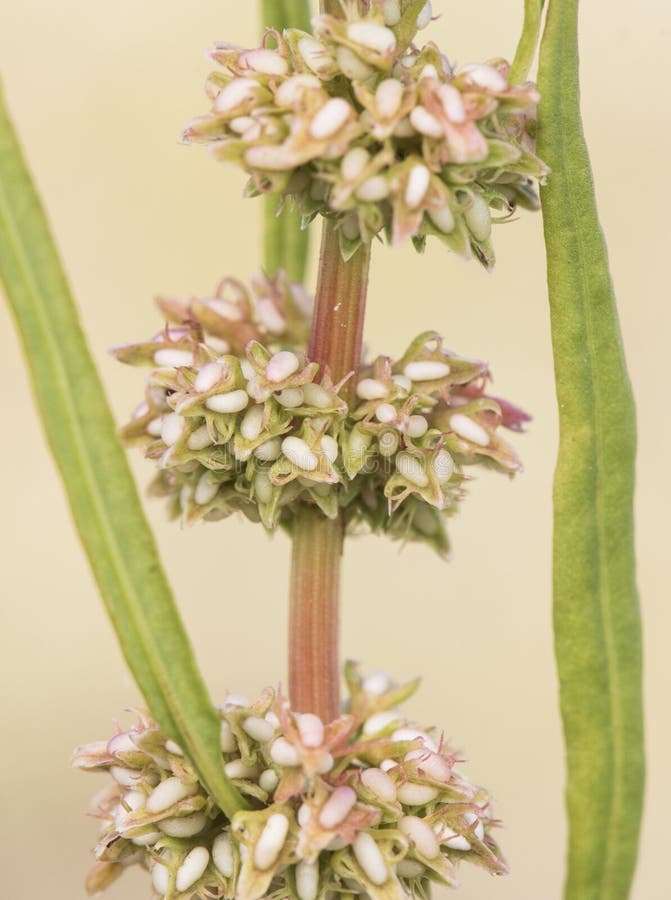 Rumex crispus the curly curled or yellow dock elongated plant with whitish and reddish green flowers on greenish background light by flash. Rumex crispus the curly curled or yellow dock elongated plant with whitish and reddish green flowers on greenish background light by flash