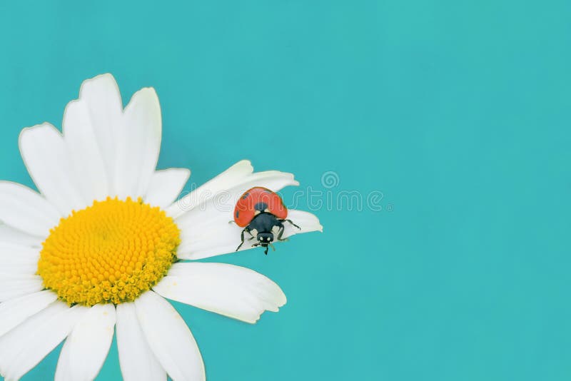 Rumianku ladybird