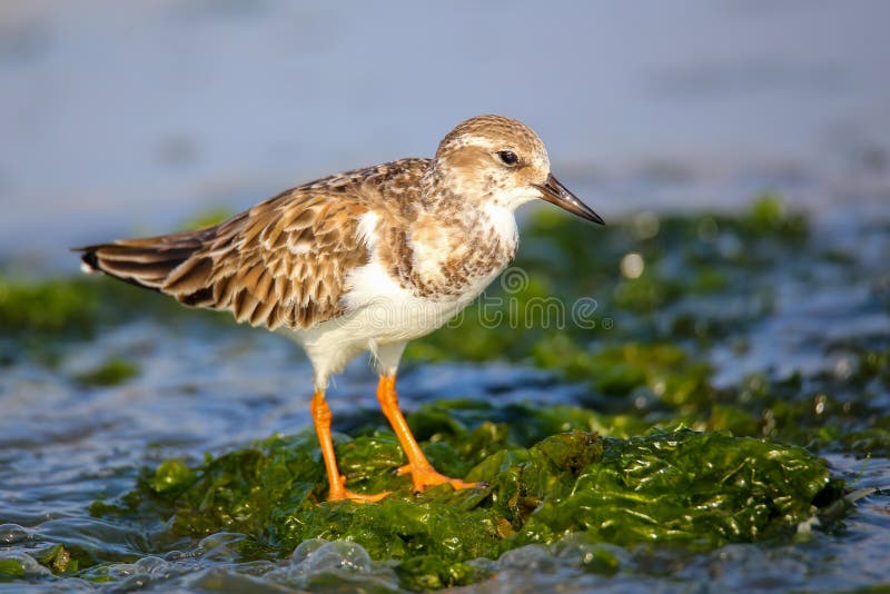 Ruddy Turnstone (Arenaria interpres) on the beach of Paracas Bay, Peru. Paracas Bay is well known for its abundant wildlife. Ruddy Turnstone (Arenaria interpres) on the beach of Paracas Bay, Peru. Paracas Bay is well known for its abundant wildlife.