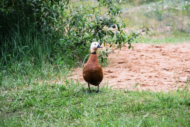 Rumiany Shelduck na lato brzeg jeziora, Moskwa przedmieścia Rosja fotografia stock Rumiany Shelduck na lato brzeg jeziora, Moskwa przedmieścia Rosja fotografia stock