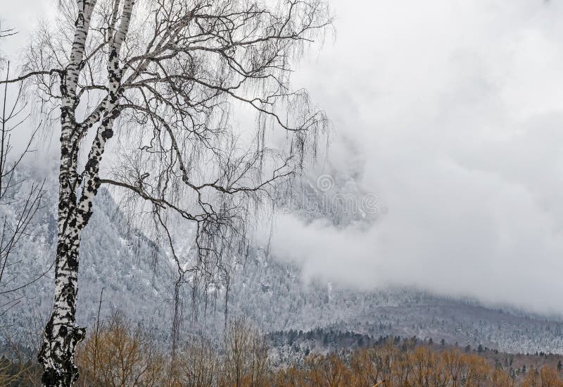 Rumänskt bergområde med pinjeskogen och dimma, vintertid royaltyfri bild Rumänskt bergområde med pinjeskogen och dimma, vintertid royaltyfri bild