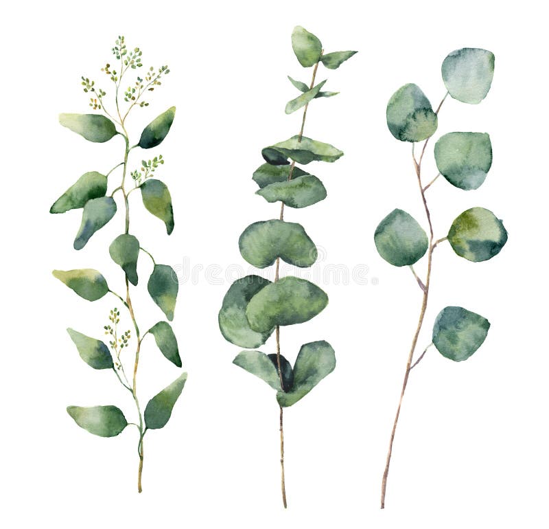 Runde Blätter und Niederlassungen des Aquarelleukalyptus eingestellt Handgemalte Eukalyptuselemente des Baby-, gesäten und silber lizenzfreie abbildung