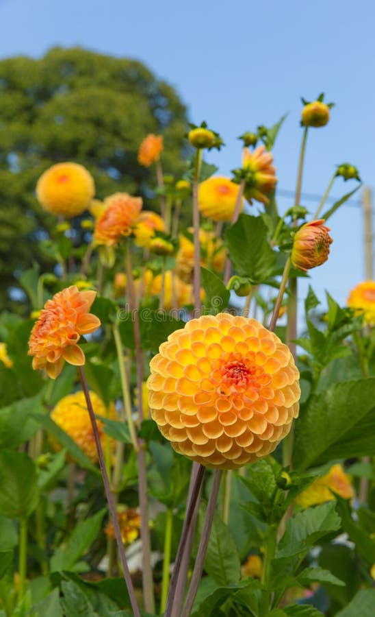 Blume Eines Runden Vorangegangenen Porrees (Lauch Sphaerocephalon