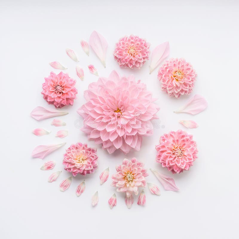 Runde rosa blasse Blumenzusammensetzung mit den Blumenblättern auf weißem Tischplattenhintergrund, flache Lage, Draufsicht Kreati stockfotografie