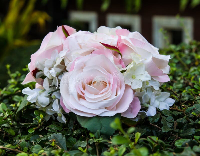 Runde rosa Rosen stockfotos