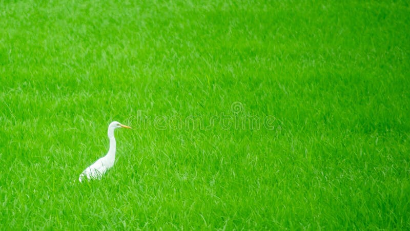 Rundvee, plaatselijke witte vogel die rond biologische rijstvelden loopt en op zoek is naar schelpvoedsel in landschap royalty-vrije stock afbeeldingen Rundvee, plaatselijke witte vogel die rond biologische rijstvelden loopt en op zoek is naar schelpvoedsel in landschap royalty-vrije stock afbeeldingen