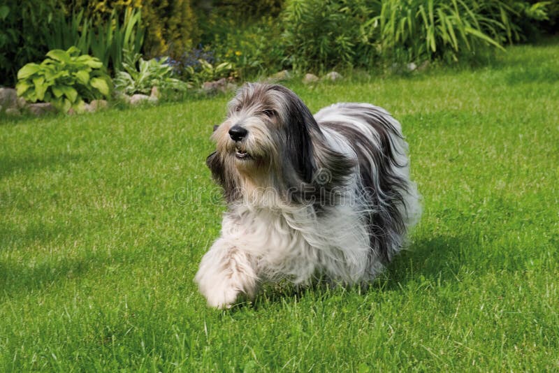 Piebald Shepherd Stock Photos Free & RoyaltyFree Stock Photos from