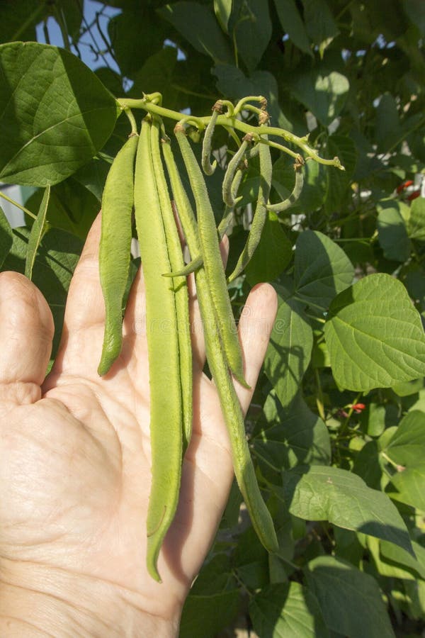 Runner Beans in hand stock image. Image of palm, fresh 48237107