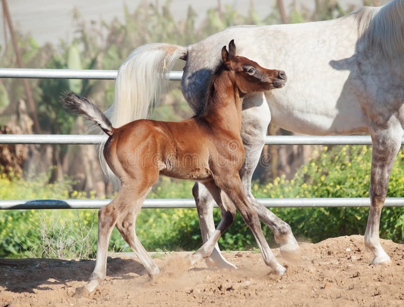 Running arabian little foal with mom royalty free stock images Running arabian little foal with mom royalty free stock images