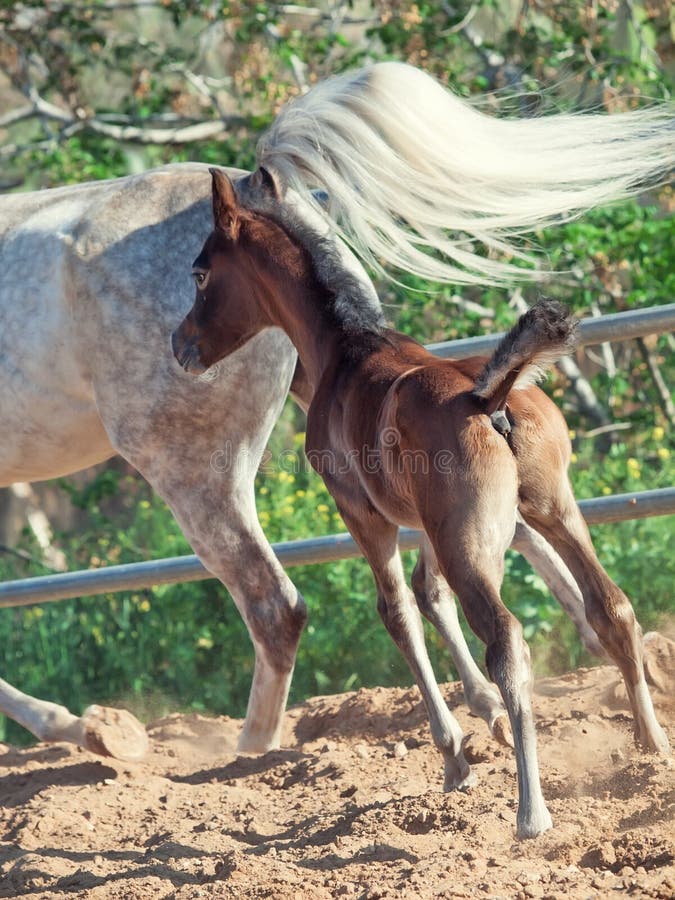 Running arabian little foal with mom. Israel stock image Running arabian little foal with mom. Israel stock image