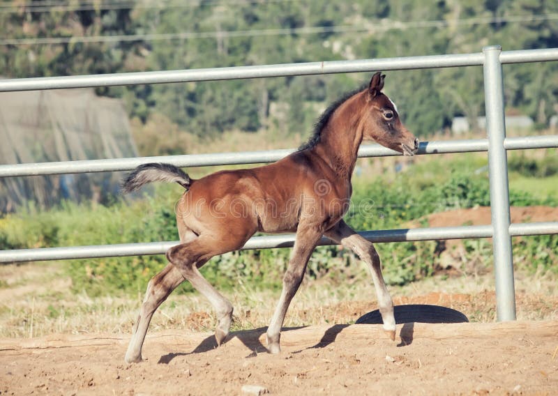 Running arabian little foal in paddock. Israel stock images Running arabian little foal in paddock. Israel stock images
