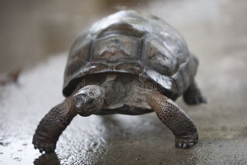 Running baby turtle