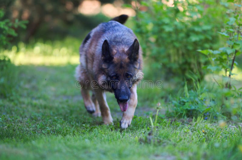 Running beautiful Young Brown German Shepherd Dog Close Up.