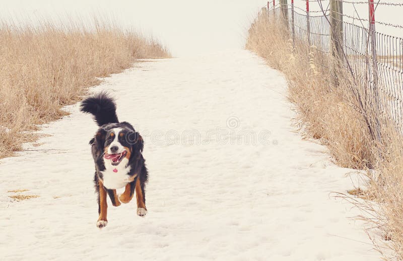 Running Bernese Mountain Dog Stock Photo Image of front, bern 38671688