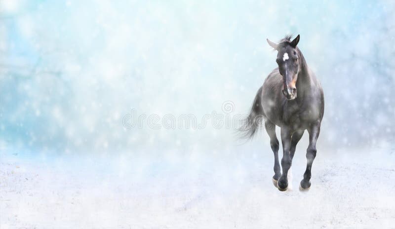 Running black horse in snow, winter banner stock images Running black horse in snow, winter banner stock images