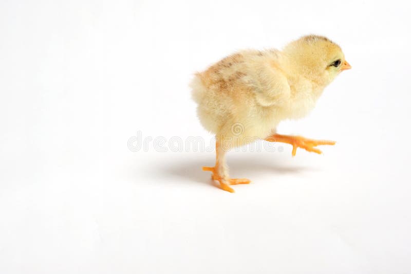 Running chick