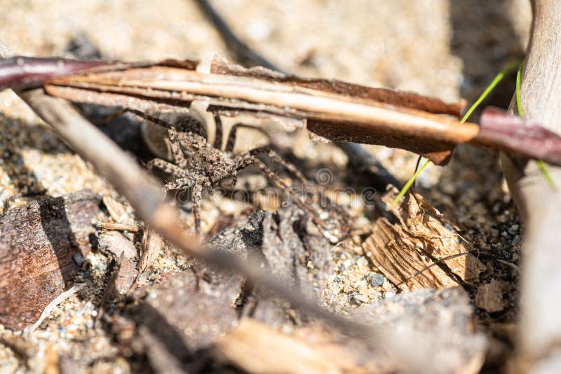 Alaska Spider Crab stock photo. Image of delicious, claw 168203440