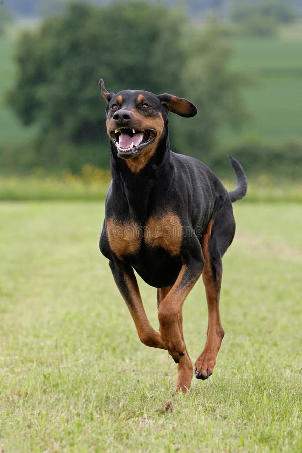 Are Dobermans Good Running Dogs