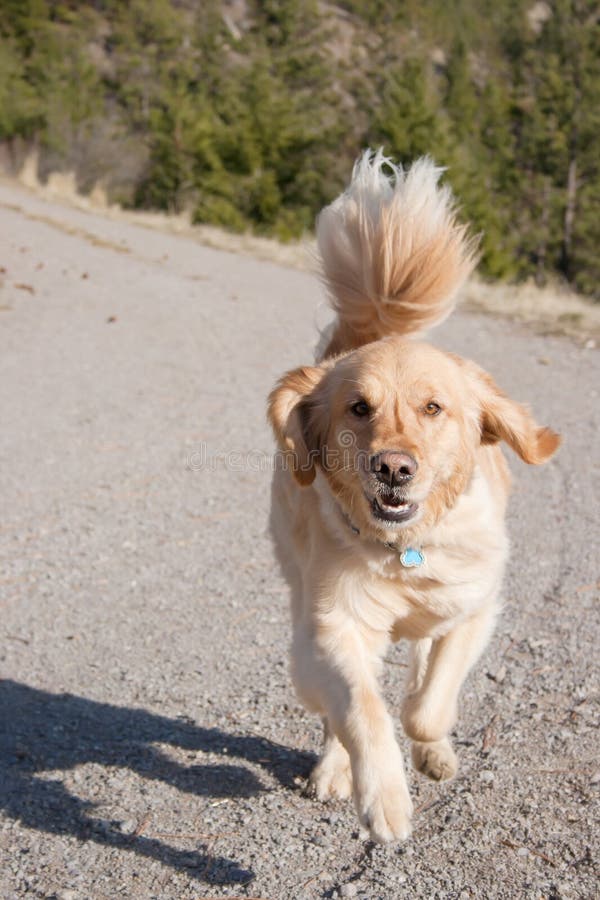 Running Dog