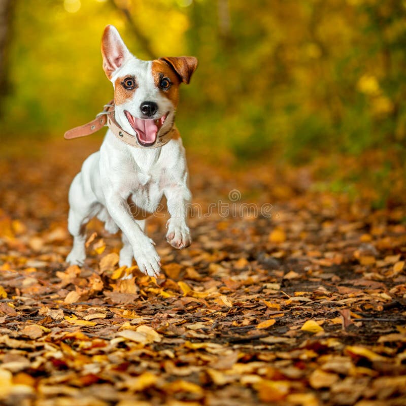 Running dog at autumn stock photos Running dog at autumn stock photos