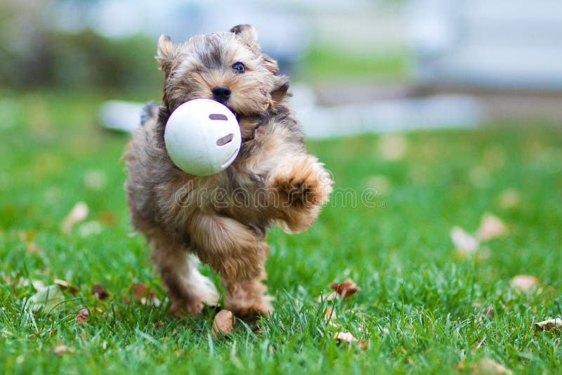 Un simpatico cane è in esecuzione con una palla in bocca.