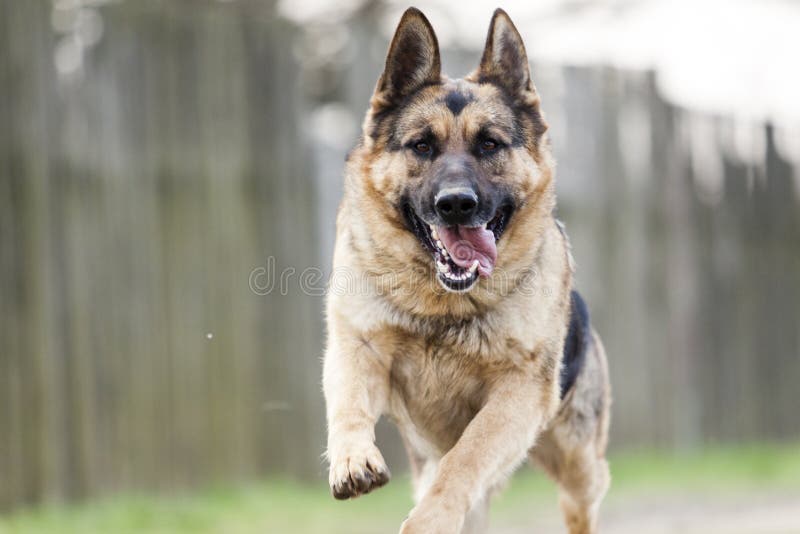 Running Dog German Shepherd Stock Photo Image of canine, animal