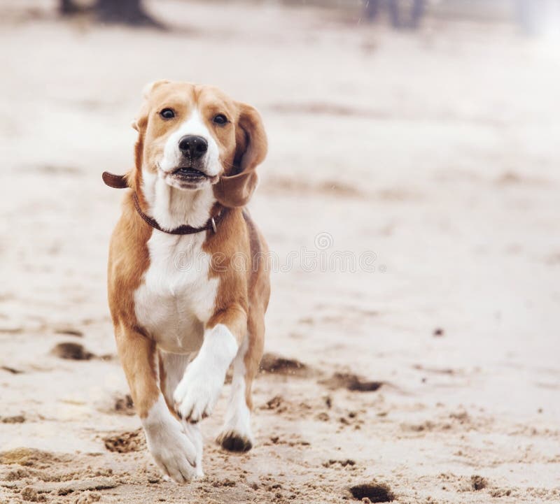 Running dog portrait