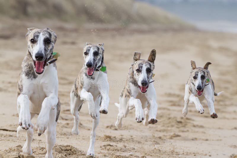 Whippet cani che correvano sulla spiaggia composito dello stesso cane.
