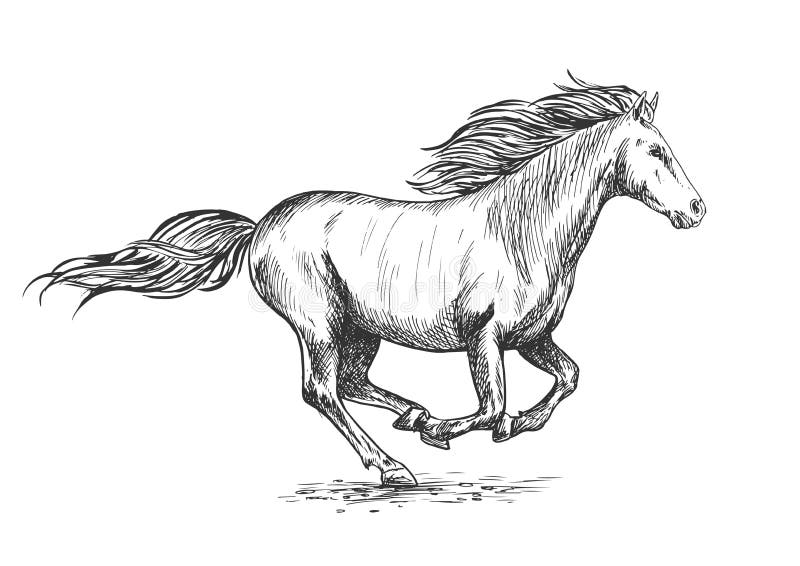 Creative Horse Without Tail Drawings Pencil Sketch for Girl