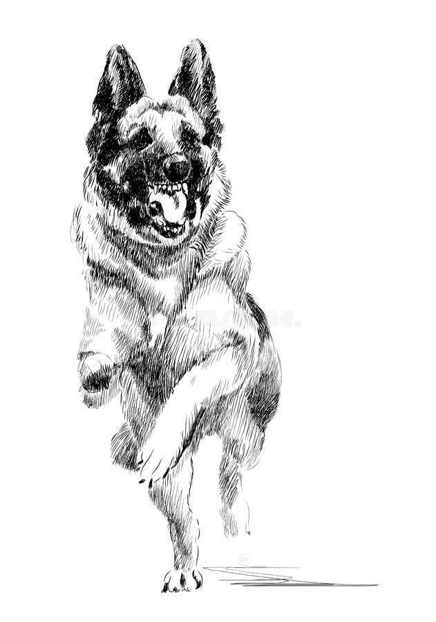 Ink portrait of the running german shepherd dog