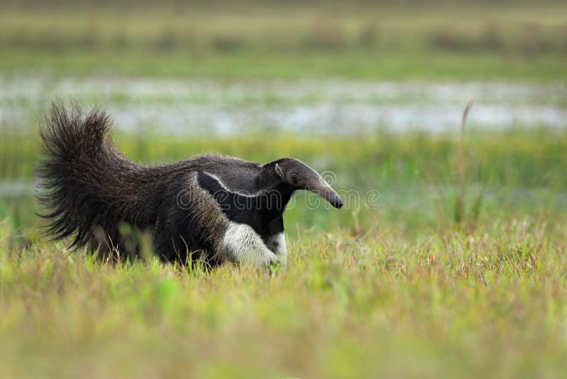 Running Giant Anteater, Myrmecophaga tridactyla, animal with long tail ane log nose, Pantanal, Brazil, America