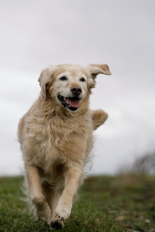 Retrato correr perro perdiguero de oro el perro.