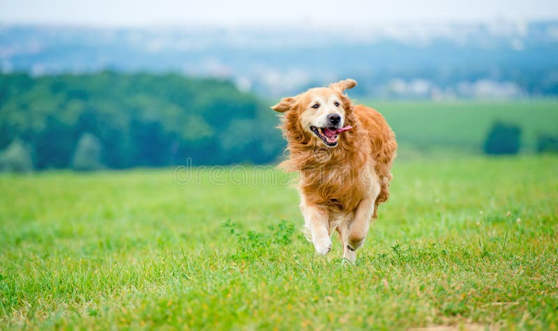 Golden retriever cane in esecuzione sul campo.