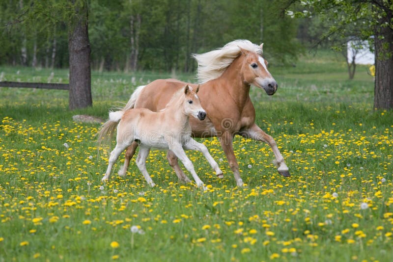 Running haflinger mare with foal royalty free stock photo