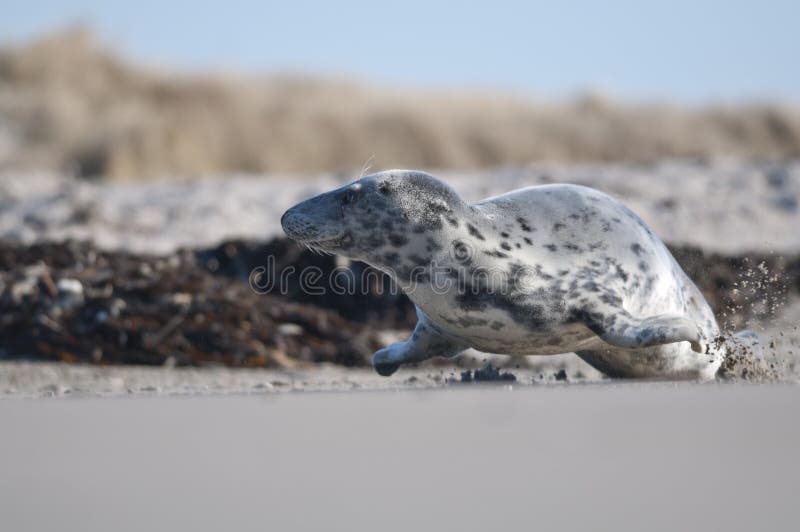 Running Seal. Seal in White Sand Beach. Running Animal. Mammal Action Scene. Atlantic Grey Seal