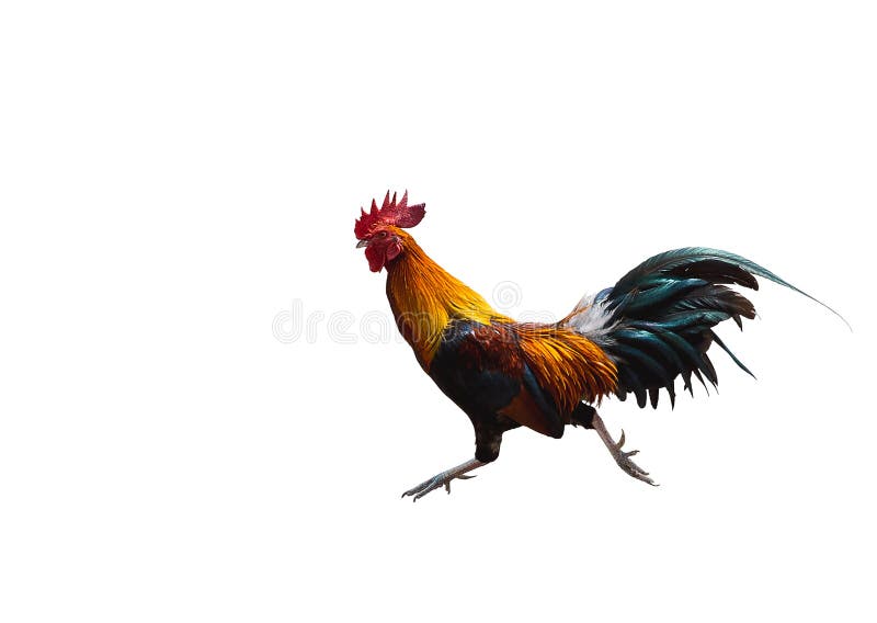 Running hen . rooster or chicken jumping on to the air. Black rooster or chicken.